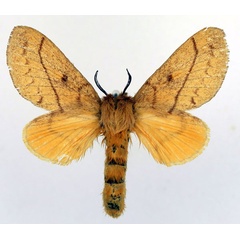 /filer/webapps/moths/media/images/S/serratilinea_Napta_AM_Basquin.jpg