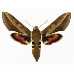 /filer/webapps/moths/media/images/B/biguttata_Hyles_AF_Basquina.jpg