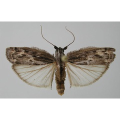 /filer/webapps/moths/media/images/H/hirticostella_Pogononeura_AM_ZMHB.jpg