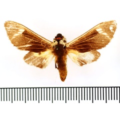 /filer/webapps/moths/media/images/N/nigridorsa_Casphalia_A_BMNH.jpg