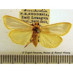 /filer/webapps/moths/media/images/C/chrysargyria_Aglossosia_A_OUMNH_02.jpg