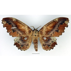 /filer/webapps/moths/media/images/J/jordani_Mimopacha_AF_Basquin_01.jpg