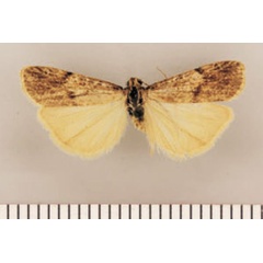 /filer/webapps/moths/media/images/P/promontorii_Pasteosia_HT_TMSA.jpg