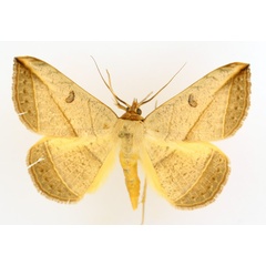 /filer/webapps/moths/media/images/P/pardus_Entomogramma_AM_TMSA_01.jpg