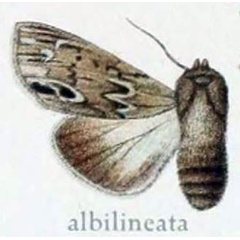 /filer/webapps/moths/media/images/A/albilineata_Cucullia_HT_Gaede_7_d.jpg