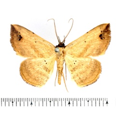 /filer/webapps/moths/media/images/B/brachypecten_Maxera_AM_BMNH_01.jpg