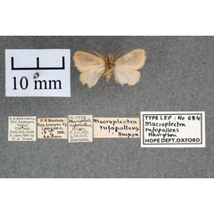 /filer/webapps/moths/media/images/R/rufopallens_Macroplectra_ST_OUMNH_02.jpg