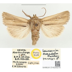 /filer/webapps/moths/media/images/C/catadela_Leucania_PTM_BMNH_02.jpg