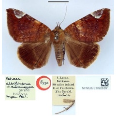 /filer/webapps/moths/media/images/S/subvariegata_Achaea_HT_BMNH.jpg