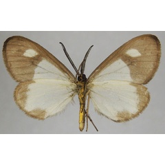 /filer/webapps/moths/media/images/N/notata_Geodena_AM_ZSMb.jpg