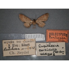 /filer/webapps/moths/media/images/C/corticata_Eupithecia_HT_RMCA_02.jpg