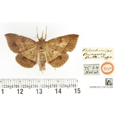 /filer/webapps/moths/media/images/B/burrowsii_Tatorinia_HT_BMNH.jpg