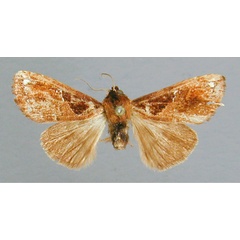 /filer/webapps/moths/media/images/A/angulata_Pygaerina_A_RMCA.jpg