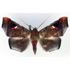 /filer/webapps/moths/media/images/H/hannemanni_Episparis_AM_Aulombard.jpg