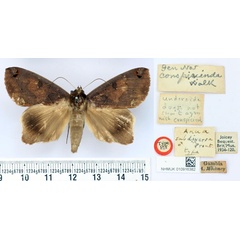 /filer/webapps/moths/media/images/S/subdiversa_Anua_HT_BMNH.jpg