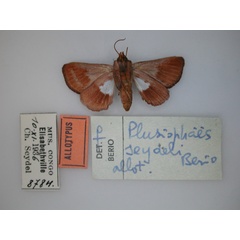/filer/webapps/moths/media/images/S/seydeli_Plusiophaes_AT_RMCA_02.jpg
