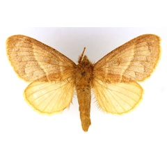 /filer/webapps/moths/media/images/C/conspersa_Bombycopsis_AF_MNHN.jpg