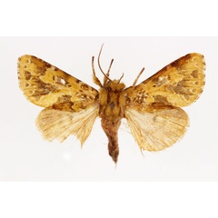 /filer/webapps/moths/media/images/V/virescens_Nyodes_AF_RMCA.jpg