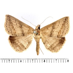 /filer/webapps/moths/media/images/S/stictigramma_Gesonia_AF_BMNH_02.jpg