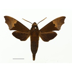 /filer/webapps/moths/media/images/A/angulosa_Temnora_AM_Basquina.jpg