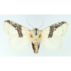 /filer/webapps/moths/media/images/C/chionostola_Afraltha_AF_TMSA.jpg
