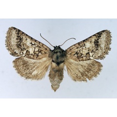 /filer/webapps/moths/media/images/M/meridialis_Arbelodes_AF_TMSA.jpg