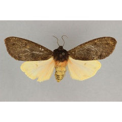 /filer/webapps/moths/media/images/S/seminigra_Teracotona_AF_BMNH.jpg