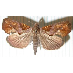 /filer/webapps/moths/media/images/E/excavata_Plusiodonta_AM_MNHN_02.jpg