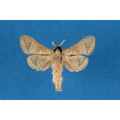 /filer/webapps/moths/media/images/H/hilaryae_Haberlandia_HT_RMCA.jpg