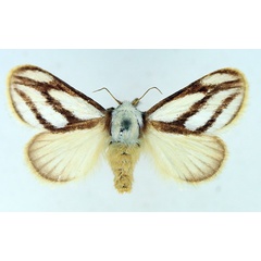 /filer/webapps/moths/media/images/I/invitabilis_Parapluda_AF_TMSA.jpg