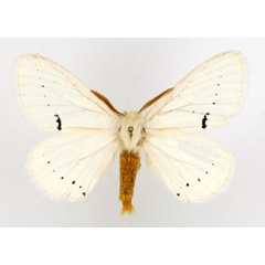 /filer/webapps/moths/media/images/V/venusta_Phiala_AM_Basquin.jpg