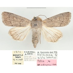 /filer/webapps/moths/media/images/U/usta_Mythimna_AF_BMNH_02.jpg