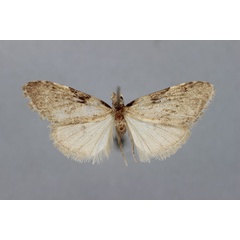 /filer/webapps/moths/media/images/D/drepanucha_Meganola_HT_BMNH.jpg