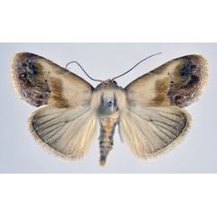 /filer/webapps/moths/media/images/R/ruficeps_Negeta_A_NHMO.jpg