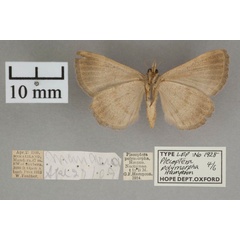 /filer/webapps/moths/media/images/P/polymorpha_Plecoptera_A_OUMNHb_01.jpg