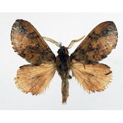 /filer/webapps/moths/media/images/A/aerea_Sunnepha_AM_Basquin_01.jpg