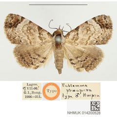 /filer/webapps/moths/media/images/P/phaeapera_Eublemma_HT_BMNH.jpg