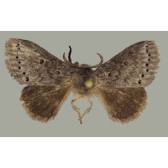 /filer/webapps/moths/media/images/N/ndoumoi_Haplopacha_PTF_BMNH.jpg