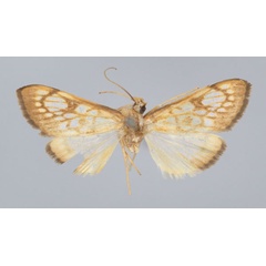 /filer/webapps/moths/media/images/R/rufilinealis_Chalcidoptera_ST_BMNH.jpg