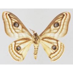 /filer/webapps/moths/media/images/A/apollonia_Heniocha_AM_Basquinb.jpg