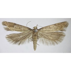 /filer/webapps/moths/media/images/W/wieseri_Scrobipalpa_HT_BMNH.jpg