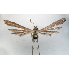 /filer/webapps/moths/media/images/J/johnistella_Stenoptilia_HT_BMNH.jpg