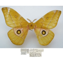 /filer/webapps/moths/media/images/N/nyassana_Imbrasia_STM_NHMUKa.jpg