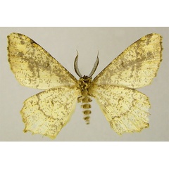 /filer/webapps/moths/media/images/S/sanghana_Colocleora_HT_ZSMb.jpg
