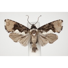/filer/webapps/moths/media/images/C/continentalis_Dracontogena_AM_KSund_01.jpg