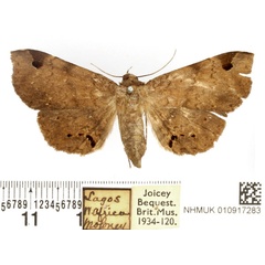/filer/webapps/moths/media/images/A/africana_Mecodina_AF_BMNH.jpg