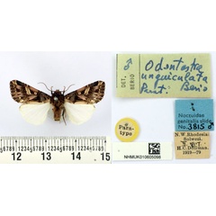 /filer/webapps/moths/media/images/U/unguiculata_Odontestra_PT_BMNH.jpg
