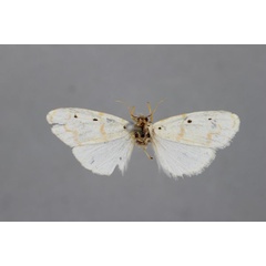 /filer/webapps/moths/media/images/B/basisticta_Cyana_HT_BMNH.jpg