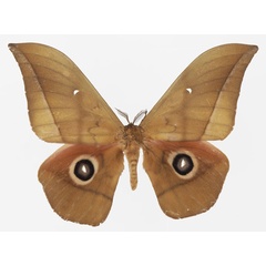 /filer/webapps/moths/media/images/D/dallastai_Lobobunaea_AM_Basquina.jpg