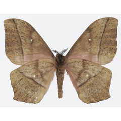 /filer/webapps/moths/media/images/E/ertli_Imbrasia_AM_Basquinb.jpg